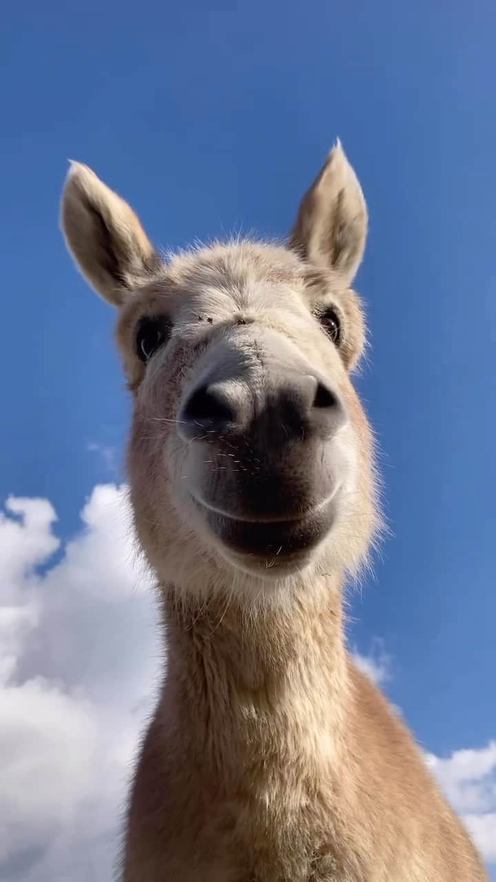 Baby Animalsのインスタグラム：「Send this to someone and say nothing… 😅  Video credit 🎥: @ccihancelik_   #funnyanimals #funnyanimalvideos #animalvideos #animals #animallovers #funnyvideos #viralreels #donkey #donkeysofinstagram #donkeys」