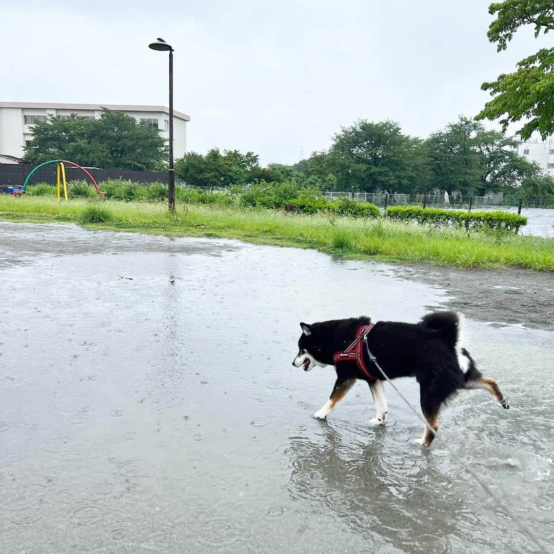 小川博永さんのインスタグラム写真 - (小川博永Instagram)「水たまりを歩く。  #ししまる爺さん #濡れまる  #今朝まる #ししまる #dog #dogs #柴犬 #黒柴」6月12日 9時12分 - ogawahironaga