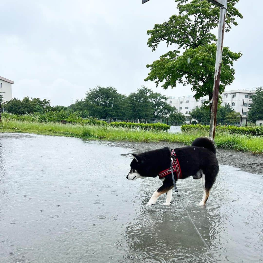 小川博永さんのインスタグラム写真 - (小川博永Instagram)「水たまりを歩く。  #ししまる爺さん #濡れまる  #今朝まる #ししまる #dog #dogs #柴犬 #黒柴」6月12日 9時12分 - ogawahironaga