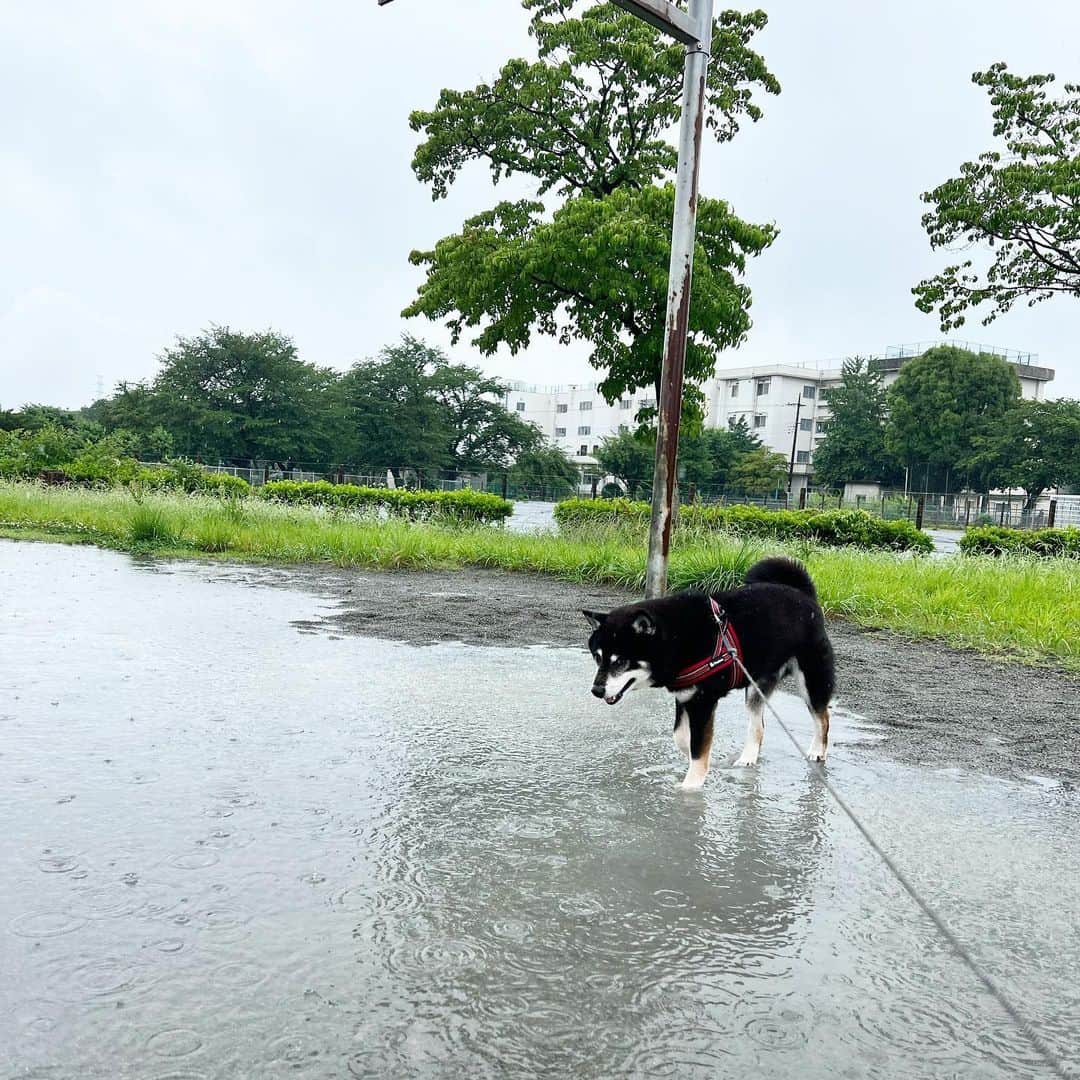 小川博永のインスタグラム：「水たまりを歩く。  #ししまる爺さん #濡れまる  #今朝まる #ししまる #dog #dogs #柴犬 #黒柴」