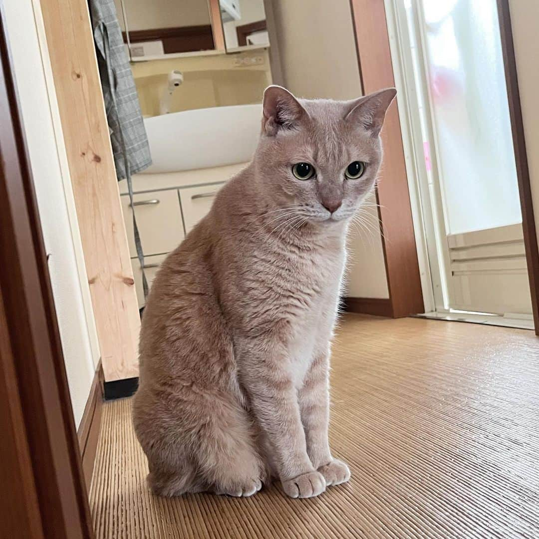 ひのき猫さんのインスタグラム写真 - (ひのき猫Instagram)「息子のお見送りに間に合いませんでした(´･ω･`) ｼｮﾎﾞｰﾝ💦  ・ ・ ・  #ひのき猫  #ひのき  #息子大好き  #お見送り猫  #可愛い猫  #にゃんすたぐらむ  #猫との生活  #cat  #catstagram  #cutecats」6月12日 9時14分 - hinoki.cute.kitten