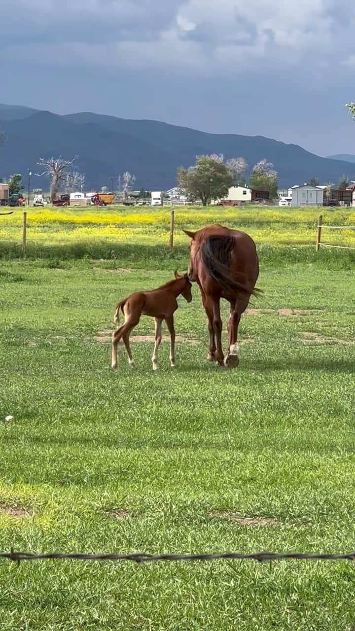 ジーナ・カラーノのインスタグラム：「💞 the baby’s hangry🐴」