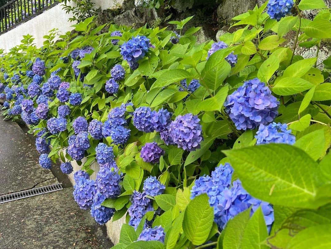 原日出子さんのインスタグラム写真 - (原日出子Instagram)「大人の遠足🚶‍♂️ 紫陽花を愛でる会 稲村ヶ崎 「吟」✨  今回も 素敵なお友達と一緒に 吟 の美味しいお料理を楽しんできました💖 旬の食材を 存分に味わえる ランチコース。 美味しいお酒とのマリアージュも楽しめます🥂 紫陽花も綺麗です😊  #大人の遠足 #日本料理吟 #稲村ヶ崎 #紫陽花 #旬の味」6月12日 9時35分 - hara_hideko