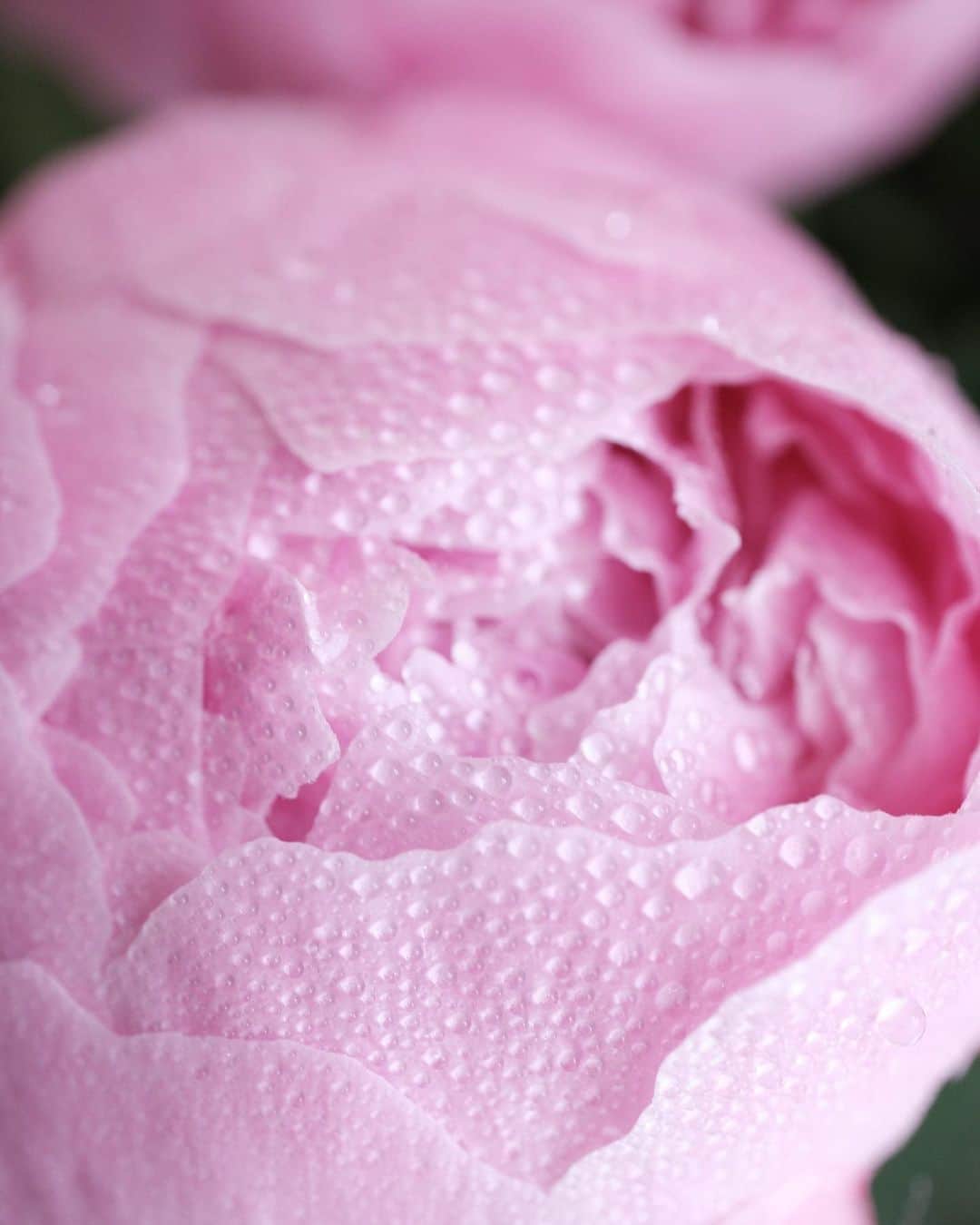 とよた真帆さんのインスタグラム写真 - (とよた真帆Instagram)「花は芍薬  ひらく前のまだ丸い状態ですが、この姿も可愛いですね。霧吹きで水をつけたら美しい写りになります✨  さて、お気に入りの花瓶達を並べてみました✨ 顔のついた花瓶は @bjornwiinblad  花をいけると帽子のようになるので可愛すぎてふと見る度に花帽子のメンバーがキョトンとしていると心がパーっと明るくなります。  猫の花瓶は Amazonで見つけポチってみましたが手前のマフラー付きの子がやってきて、可愛いからもう1人と思ってポチったら顔や質感が微妙〜に違う子が届き(あるある)思わず笑ってしまいました。目にアイラインがぐるりと入っているし、髭あたりが寂しいし、、ちょっとふざけた顔つきが何ともツボに入ります。 これはこれで笑えるので可愛い😍  #花瓶  #花  #flowers  #芍薬  #大好き」6月12日 9時52分 - maho_toyota