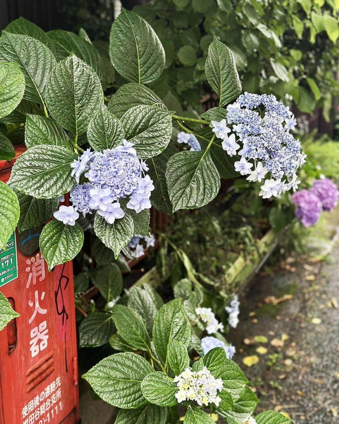 畑中奈緒美のインスタグラム：「• 🐌☔️  毎日の通り道に咲いてる紫陽花ちゃん。  朝は『おはよー』 帰りは『ただいまー』 って誰にも聞こえない小さな声で喋りかけるのが最近の日課です。  てな感じで梅雨を楽しんで 暑い夏が来るのを楽しみに待ちたいと思います。  しかしまぁポンポンみたいなまんまるが可愛い♡  #梅雨の楽しみ方 #紫陽花」