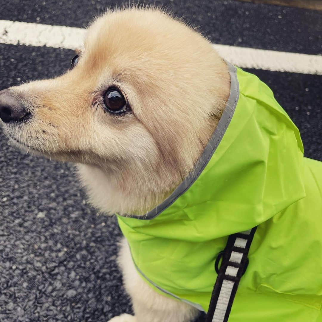 水野良樹さんのインスタグラム写真 - (水野良樹Instagram)「梅雨のおさんぽ #いぬすたぐらむ #名犬てけ #それでもお外いきたい」6月12日 10時00分 - mizunoyoshiki_teke