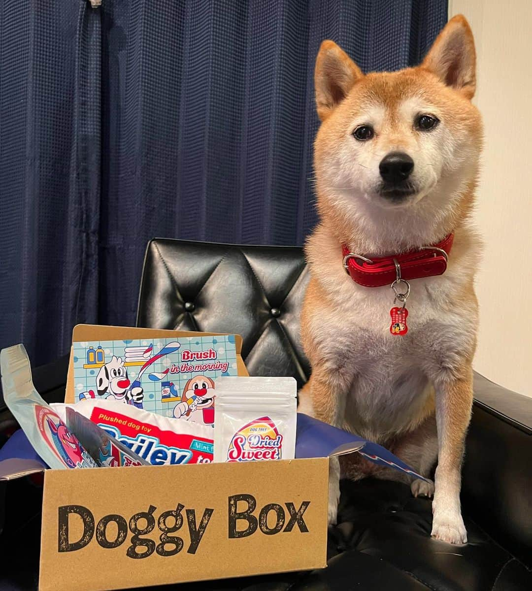 柴犬ハル&保護犬すずのインスタグラム：「🎁 . ハルとすずに今月も、 @doggybox_jp  から、 #ドギーボックス　が 届きました🙇‍♀️ . 今月は、歯磨き粉の形をした音が鳴る オモチャとたくさんの国産無添加おやつ、 歯磨き効果が期待できるスプレーが入っていました😘 . ハルはジャーキーに夢中で、 すずは今月もオモチャをピーピー鳴らして 無我夢中で遊んでいました😂 . 役割分担ができていて喧嘩しないので 助かっています笑 . #すずが遊んだ後はハルもオモチャで遊んでるよ #ハルは優しすぎるからすぐ譲る🫠 #だけどジャーキーは譲りたくないらしい笑 #すずにもしっかりジャーキーあげてます . #柴犬#柴#kagoshima#dog#puppy#shibainu#shibastagram#いぬバカ部#family#cat#鹿児島#赤柴#ねこ#猫#雑種#天文館#日本犬#保護犬を家族に#保護犬#元保護犬#姉妹#dogs#Kagoshima#시바견#ドギボ」