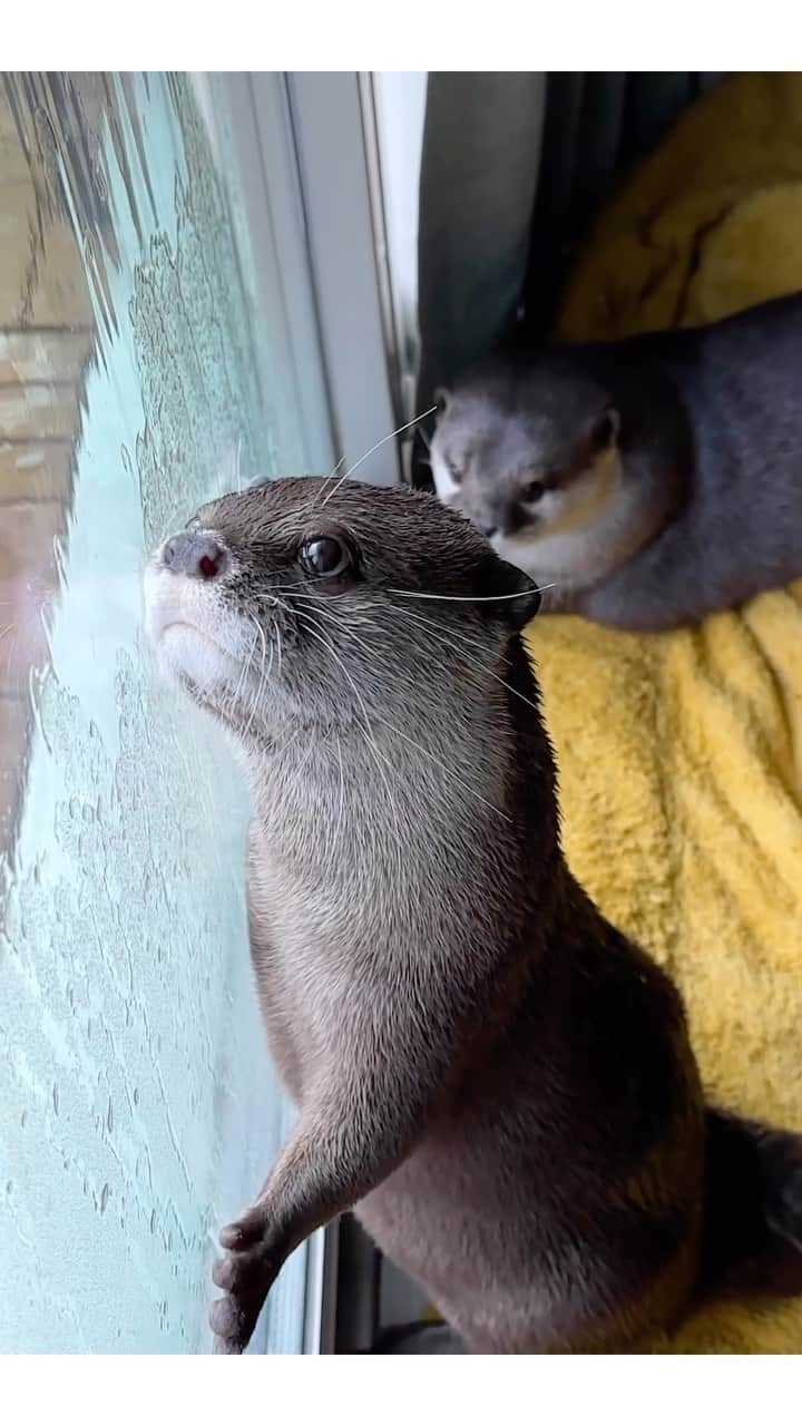 カワウソ コタロー&ハナのインスタグラム