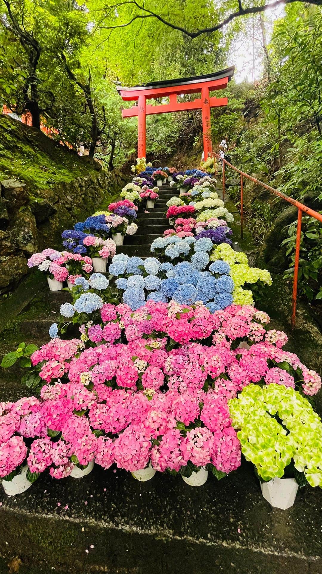 小嶋晶子のインスタグラム：「四季折々の花で彩られる「花手水」発祥のお寺といわれている、柳谷観音 楊谷寺へ。 境内には約5,000株の紫陽花が… 少しタイミングが早かったのかなぁ？ 「あじさいのみち」と呼ばれる参道は寂しかった。 今度は満開の時期に行ってみたい🏵️ Yanagidanikannon-Yokoku-ji Temple, located in Nagaokakyo City, Kyoto Prefecture, is a temple of the Seizan Jodo sect. This temple is also well known spot for beautiful hydrangeas. #柳谷観音楊谷寺 #柳谷観音 #楊谷寺 #花手水 #紫陽花 #あじさいウィーク #長岡京市 #京都 #日本 #yanagidanikannonyoukokuji #yanagidanikannonyoukokujitemple  #yanagidanikannon  #youkokuji #hydrangeas #hydrangeasweek #nagaokakyoushi  #kyoto  #japan #🇯🇵」