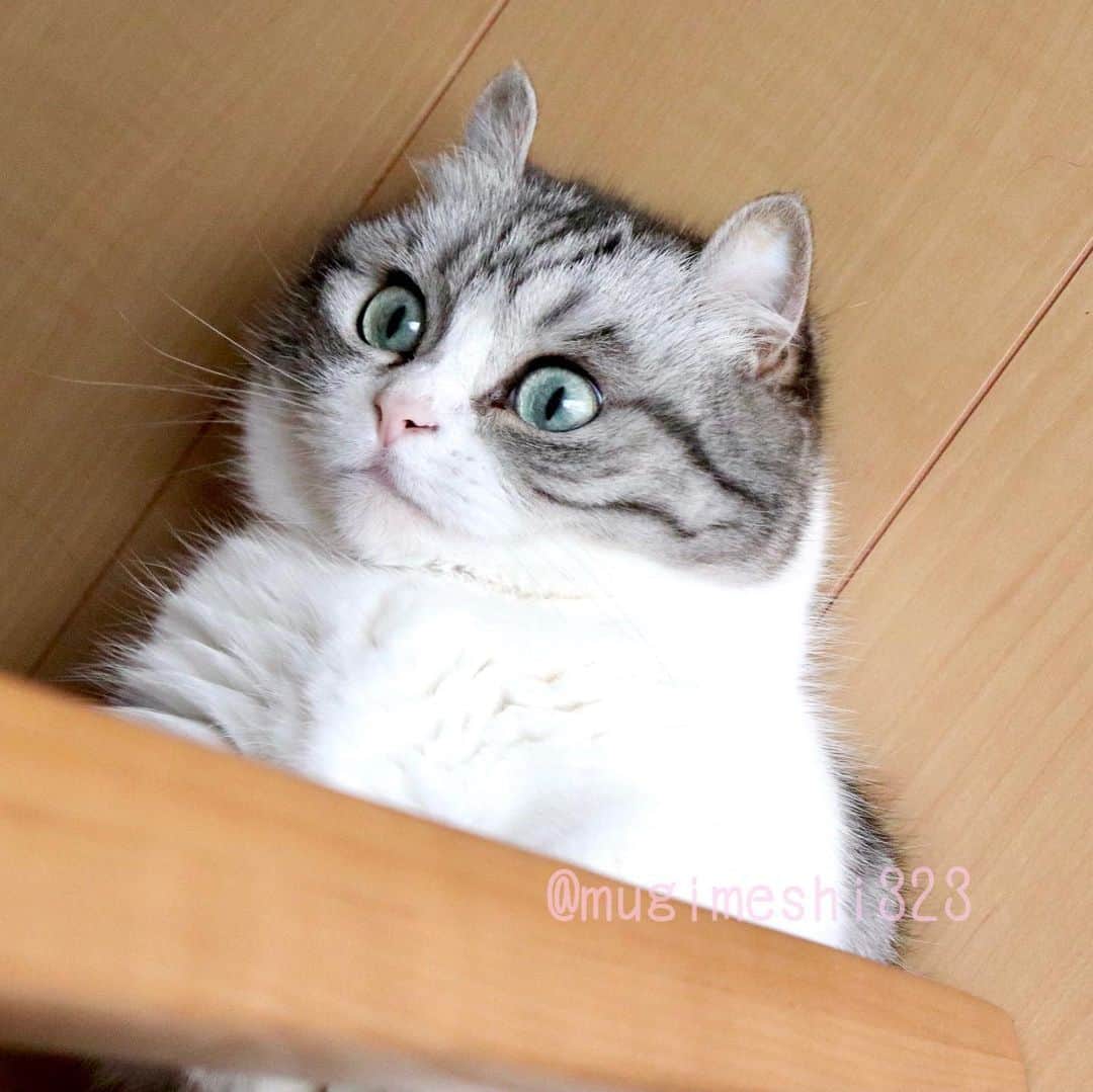 こむぎこまるさんのインスタグラム写真 - (こむぎこまるInstagram)「. . . 毎日暑いですね…☀️ . . Japan is summer🇯🇵😽  It's hot every day☀️ . . . #日本の夏 #日本の猫 #飼い主の独り言はコメント欄  #meowed  #catphotography  #munchkins  #funnycat #短足マンチカン #猫写真 #短腿貓  #短足 #catloversworld  #catworld」6月12日 21時25分 - mugimeshi323