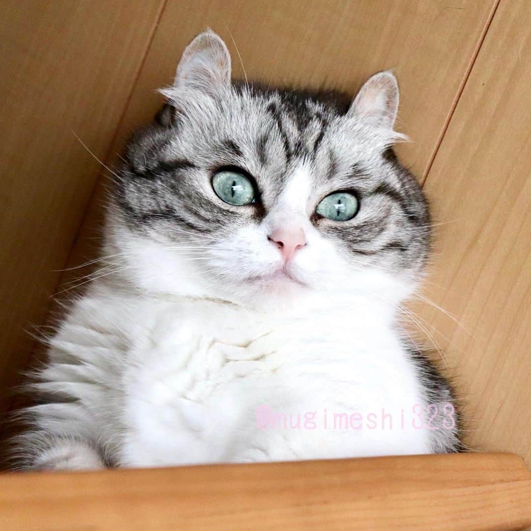 こむぎこまるさんのインスタグラム写真 - (こむぎこまるInstagram)「. . . 毎日暑いですね…☀️ . . Japan is summer🇯🇵😽  It's hot every day☀️ . . . #日本の夏 #日本の猫 #飼い主の独り言はコメント欄  #meowed  #catphotography  #munchkins  #funnycat #短足マンチカン #猫写真 #短腿貓  #短足 #catloversworld  #catworld」6月12日 21時25分 - mugimeshi323