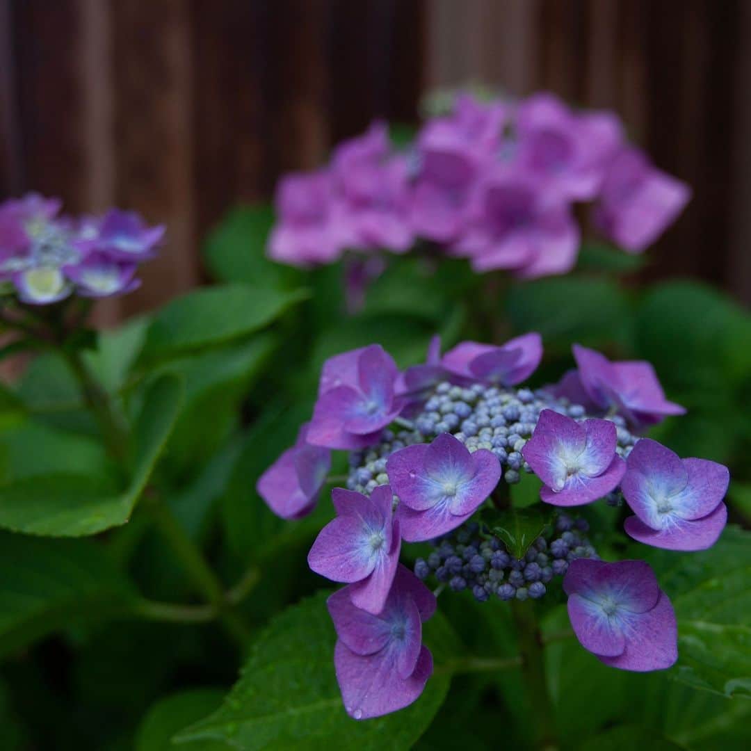 呑龍文庫ももとせさんのインスタグラム写真 - (呑龍文庫ももとせInstagram)「「七変化」とは 紫陽花（あじさい）の異名。  裏庭のアジサイも ひとつの株から さまざまな色や形の花が。  日々の観察、楽しいです。」6月12日 19時55分 - donryu.momotose