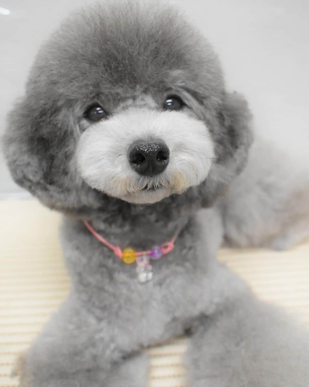 のインスタグラム：「トリミング後のEmma #愛らしい犬」