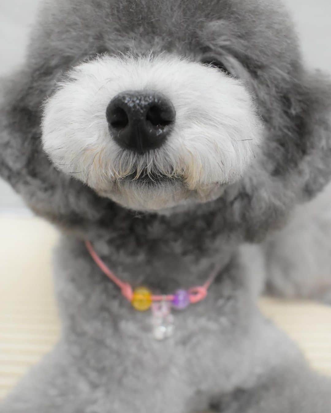 宇野樹さんのインスタグラム写真 - (宇野樹Instagram)「トリミング後のEmma #愛らしい犬」6月12日 19時55分 - ituki_uno