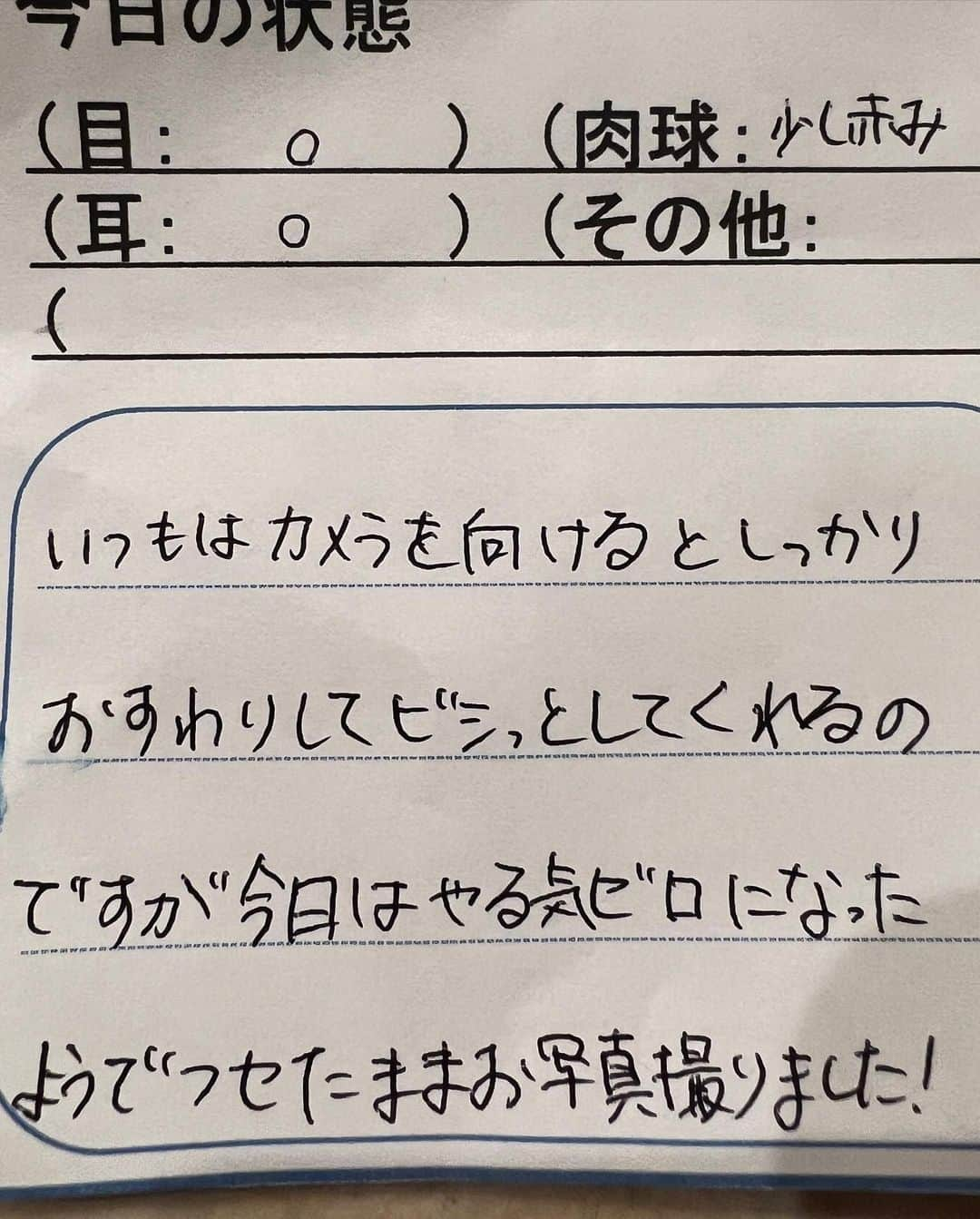 宇野樹さんのインスタグラム写真 - (宇野樹Instagram)「トリミング後のEmma #愛らしい犬」6月12日 19時55分 - ituki_uno