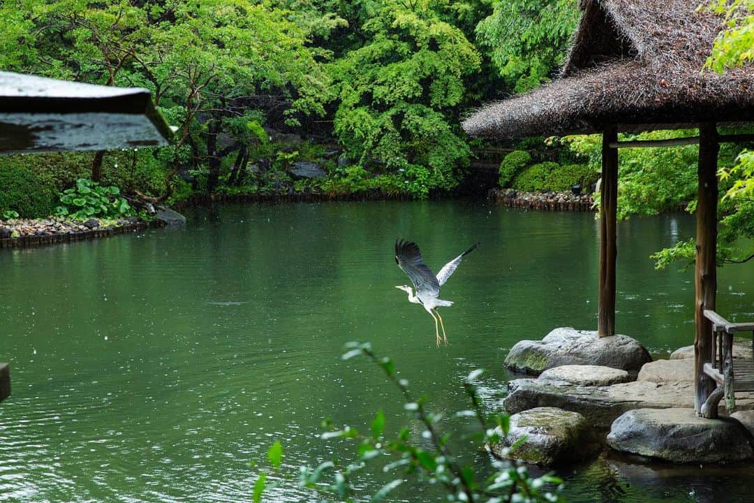 八芳園さんのインスタグラム写真 - (八芳園Instagram)「草木が潤う梅雨の日本庭園。  池の上に建つ「水亭」では、 青鷺が雨宿りをしていました。  八芳園の池には、 鷺や鴨など様々な鳥が羽を休めに訪れます。  都心に居ることを忘れるほど 自然豊かなこの場所で、 四季折々の美しさをお愉しみください。  🍃✨🍃✨  #八芳園 #結婚式場 #日本庭園 #自然 #青鷺 #アオサギ #野鳥 #野鳥撮影 #野鳥観察 #野鳥好きな人と繋がりたい #鳥好きさんと繋がりたい #池 #雨宿り  #東京観光 #東京カメラ部 #カメラ好きな人と繋がりたい #写真好きな人と繋がりたい #ファインダー越しの私の世界 #その瞬間に物語を #キリトリセカイ #写真部  #japanesegarden #tokyotrip #japan_of_insta #jp_mood #special_spot #birdart #birdsofinstagram #birdphotography #happoen」6月12日 19時56分 - happoen