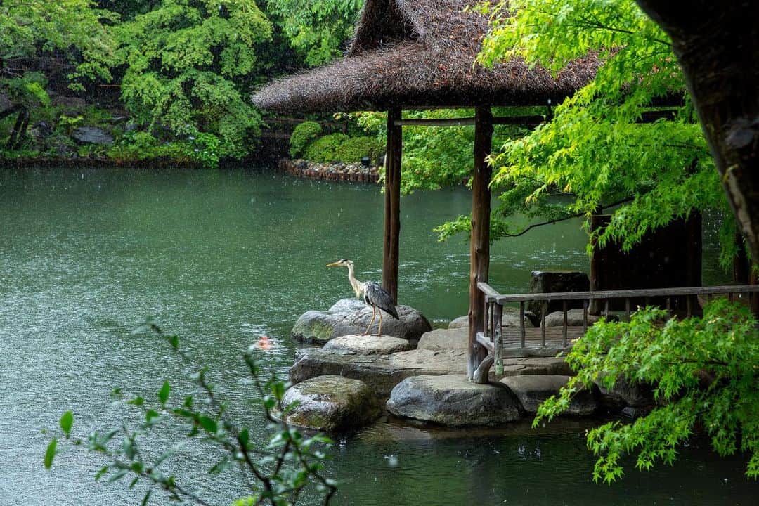 八芳園さんのインスタグラム写真 - (八芳園Instagram)「草木が潤う梅雨の日本庭園。  池の上に建つ「水亭」では、 青鷺が雨宿りをしていました。  八芳園の池には、 鷺や鴨など様々な鳥が羽を休めに訪れます。  都心に居ることを忘れるほど 自然豊かなこの場所で、 四季折々の美しさをお愉しみください。  🍃✨🍃✨  #八芳園 #結婚式場 #日本庭園 #自然 #青鷺 #アオサギ #野鳥 #野鳥撮影 #野鳥観察 #野鳥好きな人と繋がりたい #鳥好きさんと繋がりたい #池 #雨宿り  #東京観光 #東京カメラ部 #カメラ好きな人と繋がりたい #写真好きな人と繋がりたい #ファインダー越しの私の世界 #その瞬間に物語を #キリトリセカイ #写真部  #japanesegarden #tokyotrip #japan_of_insta #jp_mood #special_spot #birdart #birdsofinstagram #birdphotography #happoen」6月12日 19時56分 - happoen