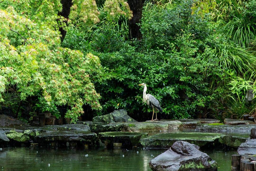 八芳園さんのインスタグラム写真 - (八芳園Instagram)「草木が潤う梅雨の日本庭園。  池の上に建つ「水亭」では、 青鷺が雨宿りをしていました。  八芳園の池には、 鷺や鴨など様々な鳥が羽を休めに訪れます。  都心に居ることを忘れるほど 自然豊かなこの場所で、 四季折々の美しさをお愉しみください。  🍃✨🍃✨  #八芳園 #結婚式場 #日本庭園 #自然 #青鷺 #アオサギ #野鳥 #野鳥撮影 #野鳥観察 #野鳥好きな人と繋がりたい #鳥好きさんと繋がりたい #池 #雨宿り  #東京観光 #東京カメラ部 #カメラ好きな人と繋がりたい #写真好きな人と繋がりたい #ファインダー越しの私の世界 #その瞬間に物語を #キリトリセカイ #写真部  #japanesegarden #tokyotrip #japan_of_insta #jp_mood #special_spot #birdart #birdsofinstagram #birdphotography #happoen」6月12日 19時56分 - happoen