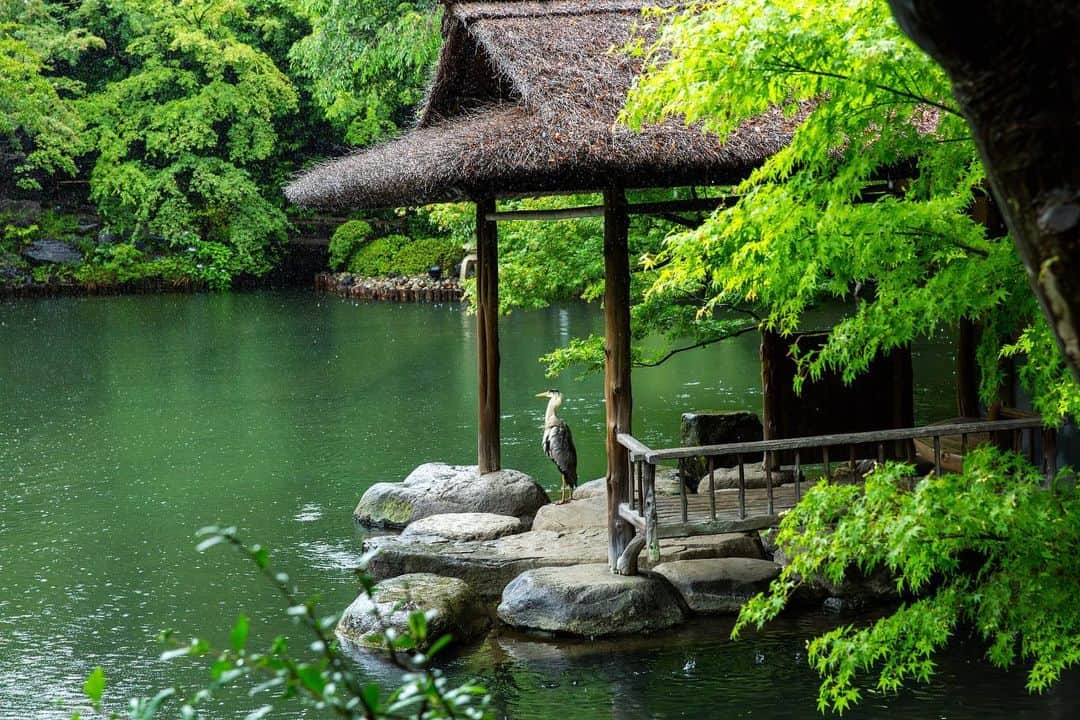 八芳園のインスタグラム：「草木が潤う梅雨の日本庭園。  池の上に建つ「水亭」では、 青鷺が雨宿りをしていました。  八芳園の池には、 鷺や鴨など様々な鳥が羽を休めに訪れます。  都心に居ることを忘れるほど 自然豊かなこの場所で、 四季折々の美しさをお愉しみください。  🍃✨🍃✨  #八芳園 #結婚式場 #日本庭園 #自然 #青鷺 #アオサギ #野鳥 #野鳥撮影 #野鳥観察 #野鳥好きな人と繋がりたい #鳥好きさんと繋がりたい #池 #雨宿り  #東京観光 #東京カメラ部 #カメラ好きな人と繋がりたい #写真好きな人と繋がりたい #ファインダー越しの私の世界 #その瞬間に物語を #キリトリセカイ #写真部  #japanesegarden #tokyotrip #japan_of_insta #jp_mood #special_spot #birdart #birdsofinstagram #birdphotography #happoen」