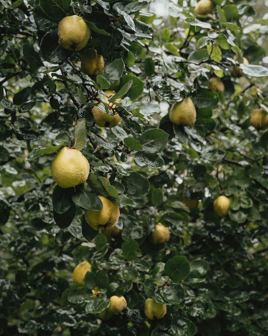 Dr. Hauschka Japan ドクターハウシュカさんのインスタグラム写真 - (Dr. Hauschka Japan ドクターハウシュカInstagram)「クインス（西洋かりん）について🍐  日本では聞きなれない果実の名前ですが 9月から10月にかけて、美しい黄色の 洋ナシやリンゴのような形の 香り高い果実がクインス（西洋かりん）です。  ヨーロッパでは化粧品だけでなく、 ジャムなどにして食品としても一般的です。  Dr.ハウシュカの他のスキンケアやボディケアの製品 にも含まれているのですが、代表的な製品として クインスデイクリームを少しご紹介。  種子の周りにあるゼリー状のワックスは 果実を新鮮な状態へ保つことで、天然のヒアルロン酸と 呼ばれています。 保水力が高いので乾燥に傾きがちなインナードライの お肌へアプローチしてゆきます。  ▶詳しくはプロフィールのリンクからどうぞ　→＠drhauschkajapan  ▶もう一度見たい方はぜひ投稿画像右下の「保存」 　ボタンを押してくださいね。  #ドクターハウシュカ #ボディケア#敏感肌に使える#オーガニックコスメ#1967年からずっとオーガニック#100％ナチュラル #オーガニックライフ#ナチュラルコスメ #乾燥対策#スキンケア難民#オーガニックコスメ#フェイスクリーム#スキンケア」6月12日 20時00分 - drhauschkajapan