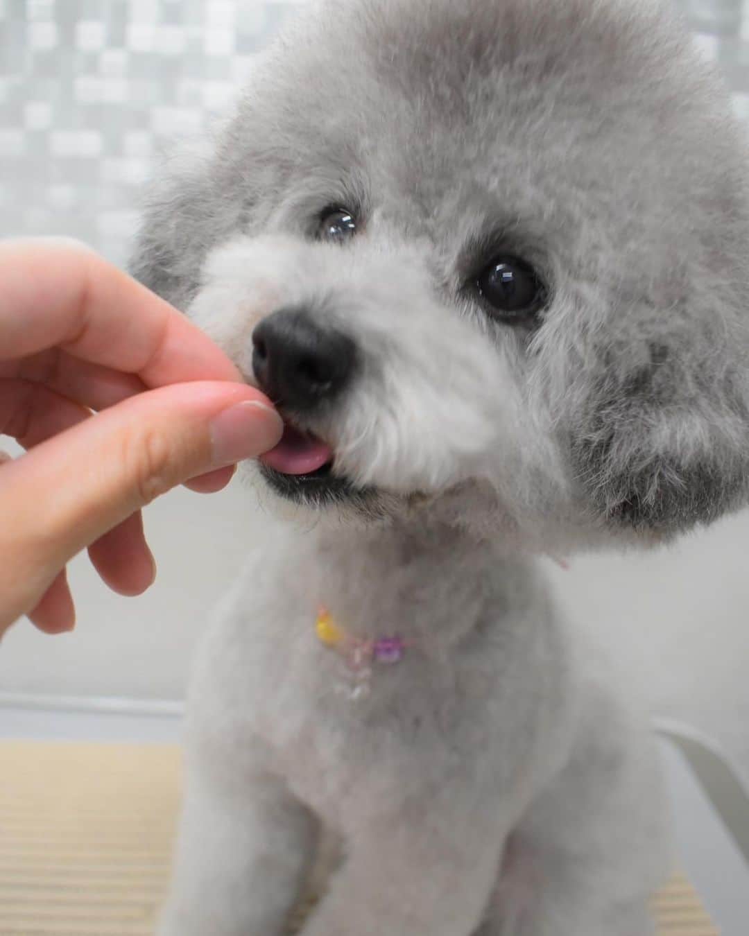 のインスタグラム：「トリミング後のan #永遠のパピー顔」