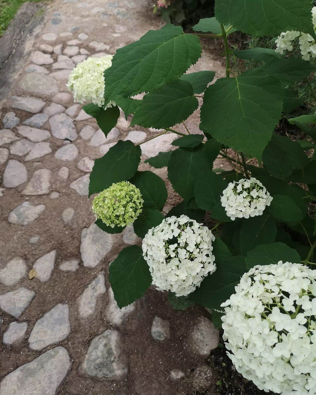 sho.candyさんのインスタグラム写真 - (sho.candyInstagram)「今日の庭🌱 雨でアジサイも元気いっぱいです✨去年アジサイ何本か断捨離しました。（大きめのものやアナベルも）他の植物に日が当たるようになって一安心✨ それでもワサワサしてますが…😅  #アジサイ#紫陽花#アナベル#スモークツリー#アンティークドア#花のある暮らし#季節を楽しむ #暮らしを楽しむ #ガーデン#庭#庭作り#ガーデニング#マイガーデン#植物#花#玄関アプローチ #garden#gardening#flower」6月12日 20時20分 - sho.candy