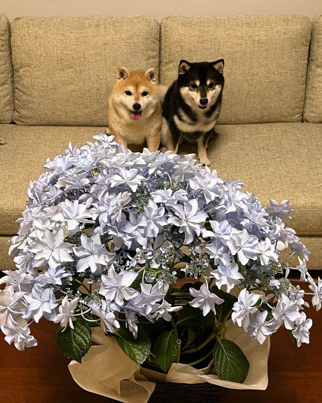 豆柴なつ&ふゆさんのインスタグラム写真 - (豆柴なつ&ふゆInstagram)「Hydrangea⭐️😆 綺麗な紫陽花貰ったよ〜⭐️😆  #いつもありがとう #玄関に飾ろう #紫陽花 #hydrangea  #プレゼント  #dogstagram  #thedailyshibainu #west_dog_japan  #わんダフォ #shibamania  #柴犬ライフ#pecoいぬ部 #shiba_snap  #instashiba#cutedogs  #柴犬#shiba #shibainu #shibastagram #いぬすたぐらむ #pecoいぬ部 #犬バカ部 #shibainumag_feature #instafollow #dogoftheday  #🐕📷 #theshibasociety  #柴#proudshibas  #柴犬マニア」6月12日 20時36分 - mameshiba.natsuinu56