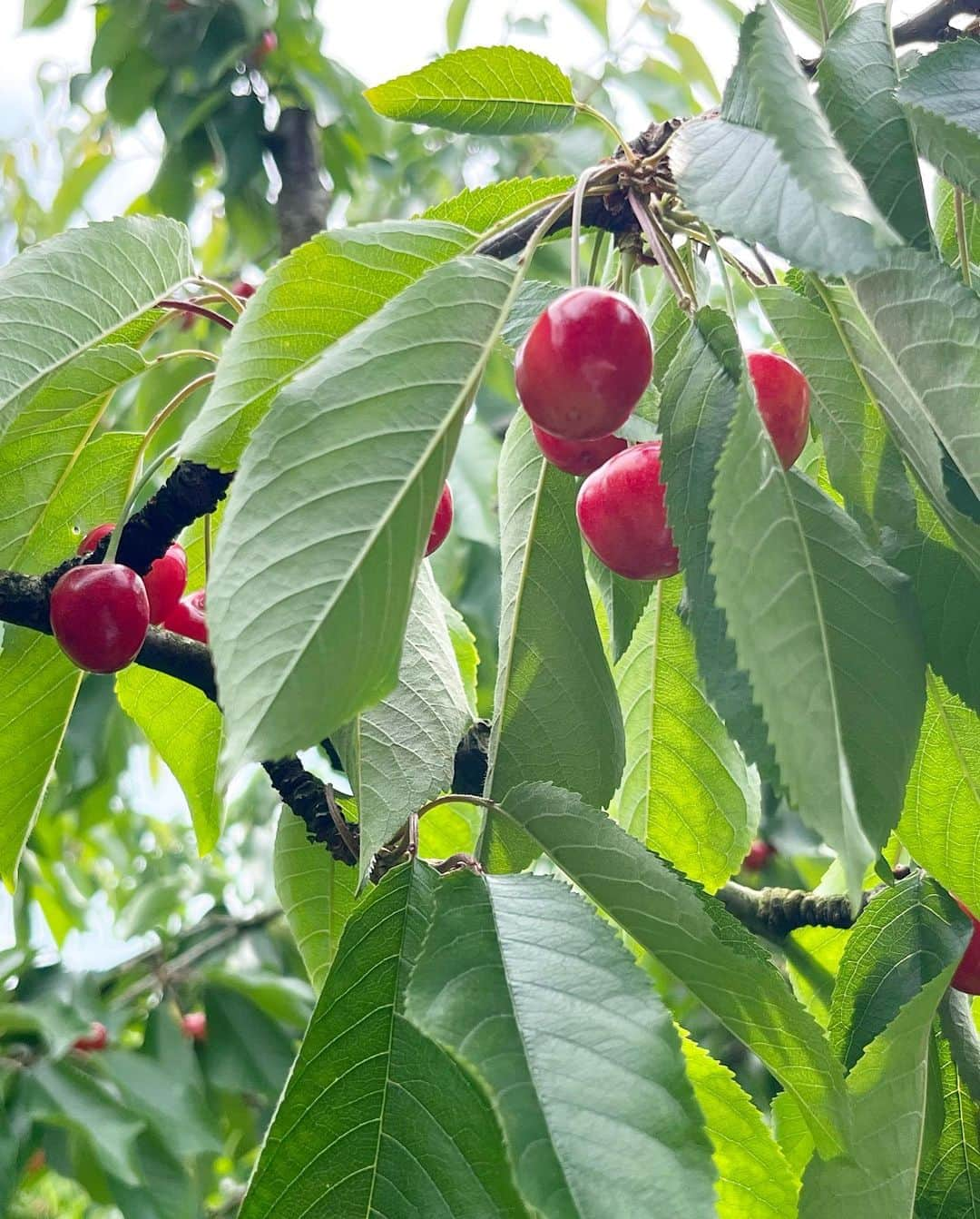 菅原智郁さんのインスタグラム写真 - (菅原智郁Instagram)「とっても久しぶりのさくらんぼ狩り🍒 佐藤錦、紅さやか、高砂を食べ比べ！ やっぱり佐藤錦がおいしいな😌 (実は紅秀峰派なんですが…笑)  品種によって味が違うのはもちろん、色づき具合でも全然違うし、木によっても違う！！ それが楽しめるのがさくらんぼ狩りの醍醐味ですよね☺️ みなさんはどの品種が好きですか？？ 今年は「やまがた紅王」も本格デビュー！(さくらんぼ狩りではまだたぶん食べられないけど)  今だけの宝石を味わいに、 ぜひ山形へ～😚🍒 @ohsyofruitsfarm  @yoshitomo_yahagi ご挨拶できずすみません💦 . . #山形 #天童 #王将果樹園 #さくらんぼ狩り #さくらんぼ #佐藤錦 #🍒 #山形テレビ #アナウンサー #菅原智郁」6月12日 20時57分 - tomotomokaaaa22