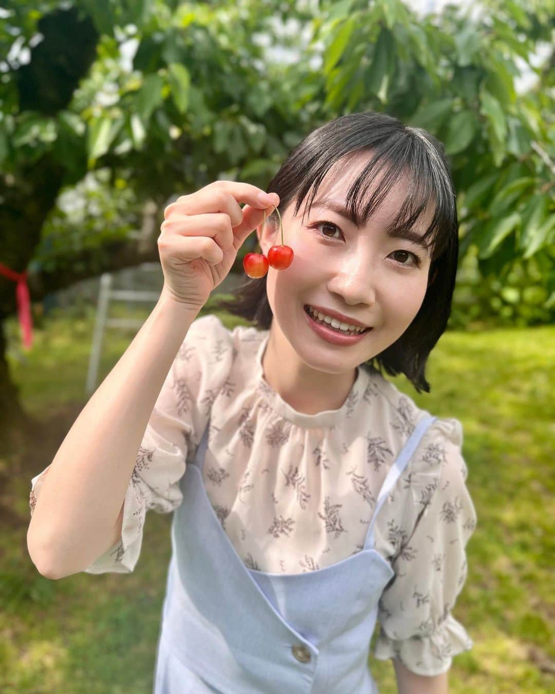 菅原智郁のインスタグラム：「とっても久しぶりのさくらんぼ狩り🍒 佐藤錦、紅さやか、高砂を食べ比べ！ やっぱり佐藤錦がおいしいな😌 (実は紅秀峰派なんですが…笑)  品種によって味が違うのはもちろん、色づき具合でも全然違うし、木によっても違う！！ それが楽しめるのがさくらんぼ狩りの醍醐味ですよね☺️ みなさんはどの品種が好きですか？？ 今年は「やまがた紅王」も本格デビュー！(さくらんぼ狩りではまだたぶん食べられないけど)  今だけの宝石を味わいに、 ぜひ山形へ～😚🍒 @ohsyofruitsfarm  @yoshitomo_yahagi ご挨拶できずすみません💦 . . #山形 #天童 #王将果樹園 #さくらんぼ狩り #さくらんぼ #佐藤錦 #🍒 #山形テレビ #アナウンサー #菅原智郁」