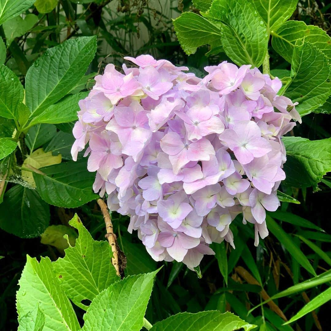 MariIryuさんのインスタグラム写真 - (MariIryuInstagram)「ハートの紫陽花見つけた💠💜💕  #紫陽花 #紫陽花の季節 #あじさい #ハート #ハート型のあじさい #幸運 #ハートのあじさい #登山 #登山記me #加茂 #岩船寺 #浄瑠璃寺 #石仏巡り #梅雨」6月12日 21時02分 - marty2367