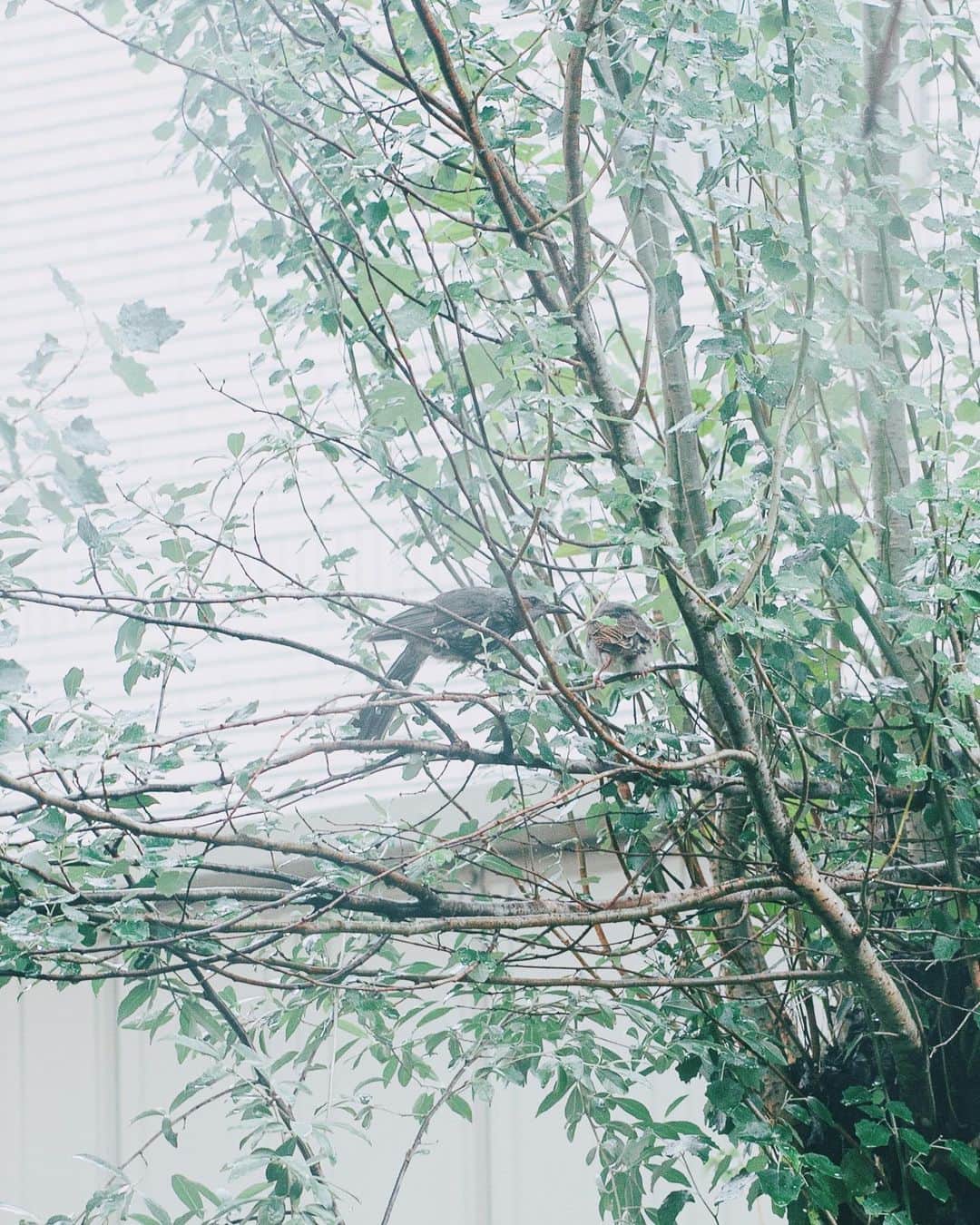 増田由希子さんのインスタグラム写真 - (増田由希子Instagram)「Bird nesting season 🕊 #inmygarden #garden #iphonephotography  庭木にヒヨドリが巣を作り、 先日ヒナが巣立ちました。 今は、飛び方や餌のとり方を 学んでいるようです。  親鳥がヒナに餌を運ぶ、 微笑ましい姿に癒されました🐣 #巣立ちビナ」6月12日 21時05分 - nonihana_