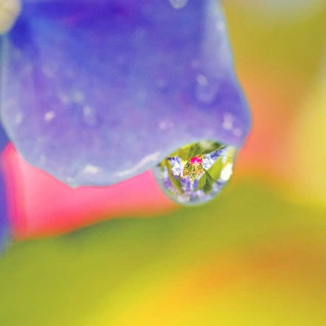 プンクマさんのインスタグラム写真 - (プンクマInstagram)「雨の日の贈り物。 #ドリプレローズカーデン #薔薇の森 #水滴 #水滴写真 #rain_drop #rain_drops #マクロ写真」6月12日 21時10分 - pnkm913