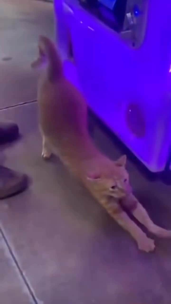 Cute Pets Dogs Catsのインスタグラム：「“So this is the source of the universal cat distribution system 😹🥺🥰💗🥹😻😻”  Credit: rebecaelenagb (tiktok)  For all crediting issues and removals pls DM .  Note: we don’t own this video, all rights go to their respective owners. If owner is not provided, tagged (meaning we couldn’t find who is the owner), pls DM and owner will be tagged shortly after.  #chat #neko #gato #gatto #meow #kawaii #nature #pet #animal #instacat #instapet #mycat #catlover #cutecats #cutest #meow #kittycat #topcatphoto #kittylove #mycat #instacats #instacat #ilovecat #kitties #gato #kittens #kitten」