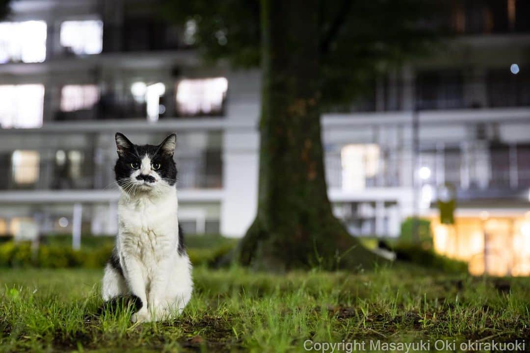 Masayukiさんのインスタグラム写真 - (MasayukiInstagram)「おすましもんじ。  #cat #ねこ #猫 #東京カメラ部 #nekoclub  #mmgtw #my_eos_photo  #yourshotphotographer  #夜にゃん」6月12日 12時34分 - okirakuoki
