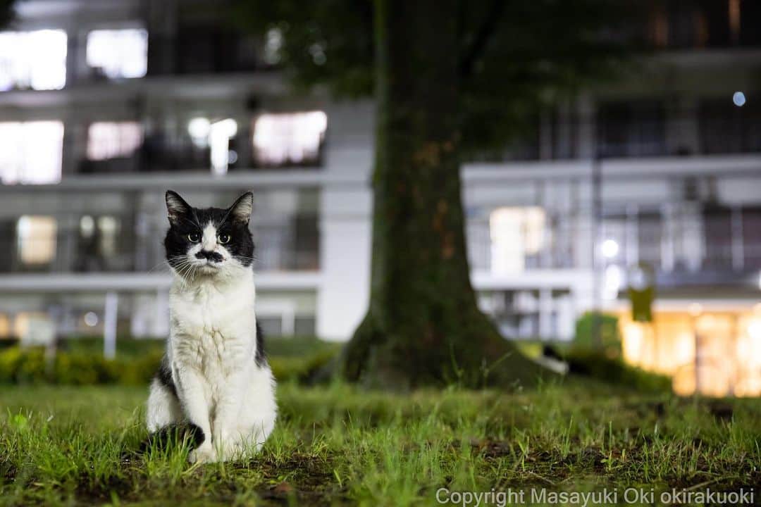Masayukiのインスタグラム：「おすましもんじ。  #cat #ねこ #猫 #東京カメラ部 #nekoclub  #mmgtw #my_eos_photo  #yourshotphotographer  #夜にゃん」