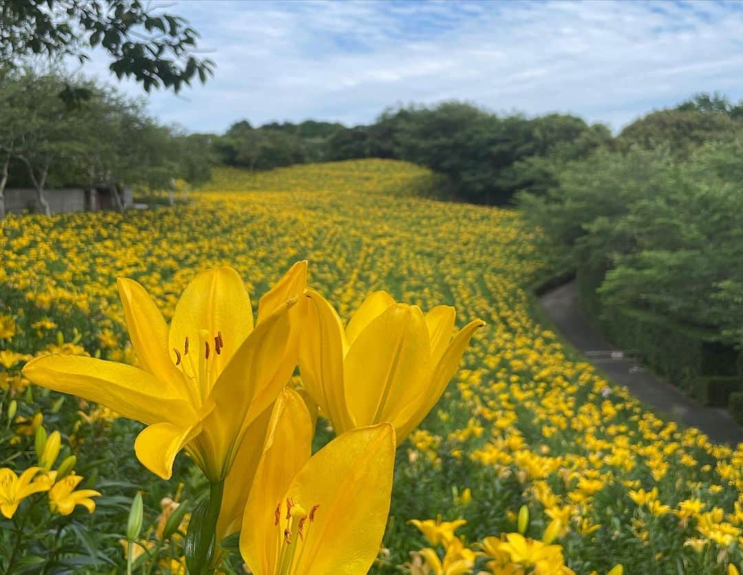 白木愛奈さんのインスタグラム写真 - (白木愛奈Instagram)「静岡に来てから、 またお天気コーナーを担当してから 旬の食材、季節の花をとても意識するようになりました😊  去年、中継でお邪魔して大好きになった場所 #可睡ゆりの園 に今年も行ってきました💐 梅雨の中休みでいいお天気☀️  今年は土曜版でも取り上げられていましたね！  どこまでも続く黄色いゆりのじゅうたん。サッカーコートより広いんですよ！(*^^*)  こんなに綺麗なゆり園を毎年保ってくださっている園の皆さんに感謝です。  夢中で写真を撮りました📸 皆さんもぜひ✨  #袋井観光 #ゆり園 #静岡花めぐり #花めぐり」6月12日 12時53分 - shiraki_mana
