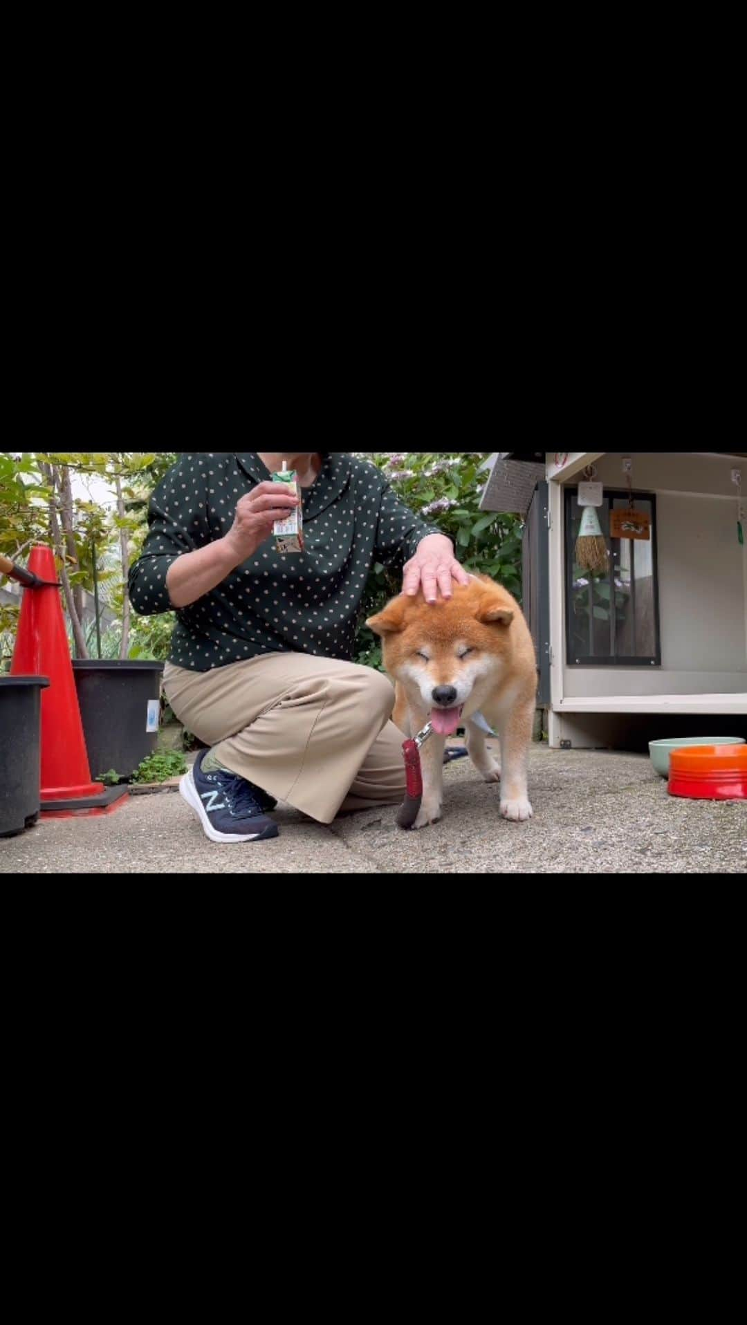 Ryujiのインスタグラム：「Good afternoon.😄 I’m a clean boy.✨ ごきげんよう🍞 ぼくきれいきれいしました✨ #焼き上がってるぅ#ふわふわのパン#華やぐおぢい#またねつっきゃん#柴犬丸洗い#スピードコース#pancakes#macho#cleanbou#nakedgeneral#goodafternoon#ごきげんよう」