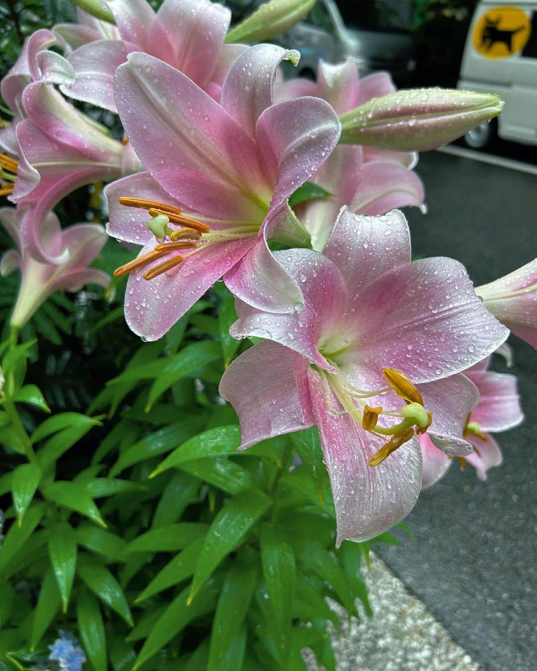 理絵のインスタグラム：「雨の中の百合の花  #百合  #百合の花  #花 #lily  #giglio #flowers #flower #fiore #雨」