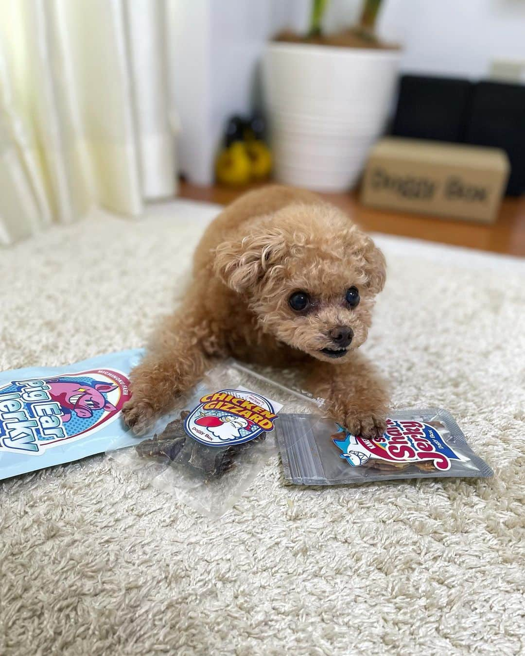 ふわのインスタグラム：「誰にも渡したくない Doggy Box 特におやつ…笑  @doggybox_jp   #toypoodle#toypoodlegram#dogsofinstagram#instadog#doglife#doglover#cutedog#dog#fuwamama#ふわもこのふわ#トイプードル#ふわもこ部#犬バカ部#親バカ部#犬のいる暮らし#いぬすたぐらむ#ドギボ#doggybox#doggybox6月号#pr」