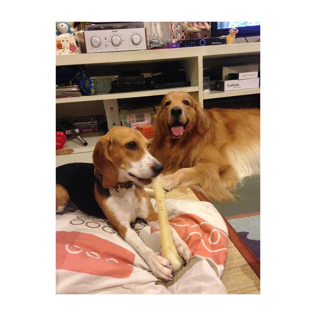 Hoykong&Plamuekのインスタグラム：「Sending Manee Beagle to rainbow bridge 🖤🖤🖤  หลับให้สบายนะ มานี เจอพี่โข่งแล้วทักทายด้วยนะ #beaglelove #goldenretriever #dogstagram」