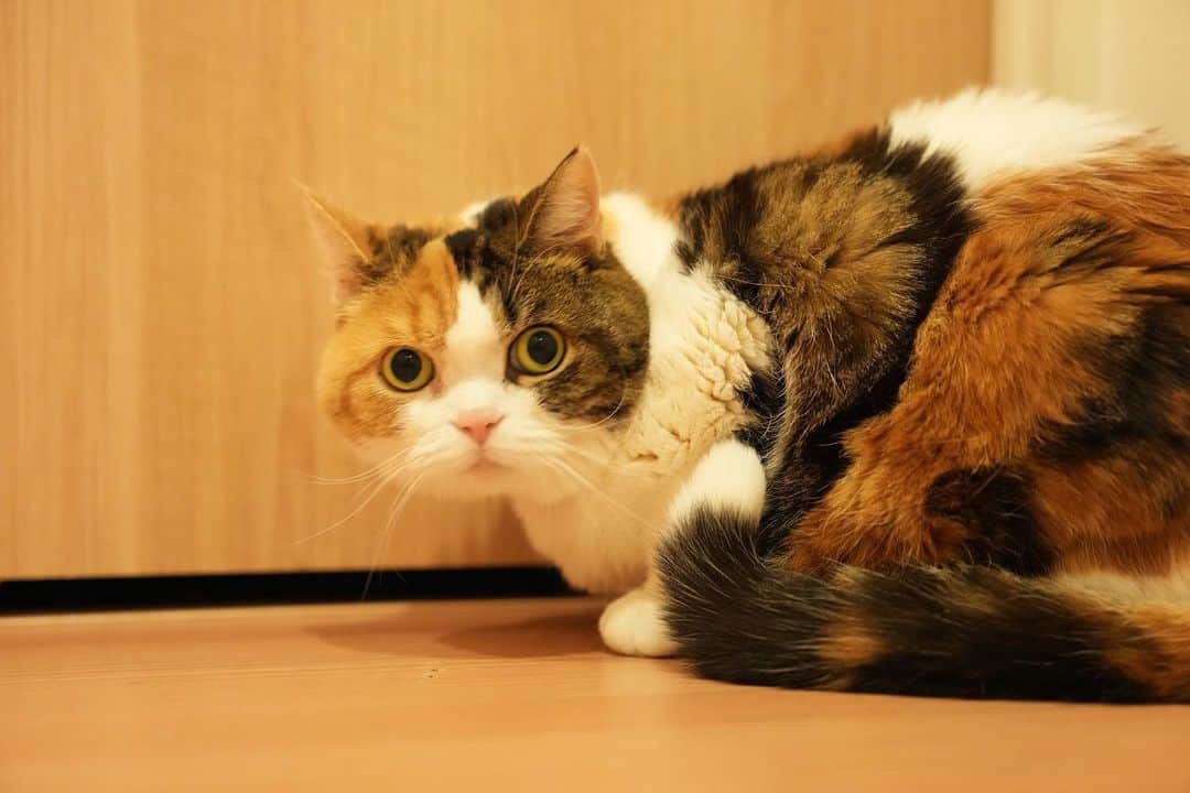 のインスタグラム：「. 私にそっくりのミッケ　 @mikke.rami  @erika.mikke.rami  @camera_no_uemura   ミッケパパはプロのカメラマン みかん、モデルになって撮ってもらったにゃ 可愛いく撮ってくれてありがとにゃん💕  #カメラノウエムラ   #みかん #cat #catstagram」