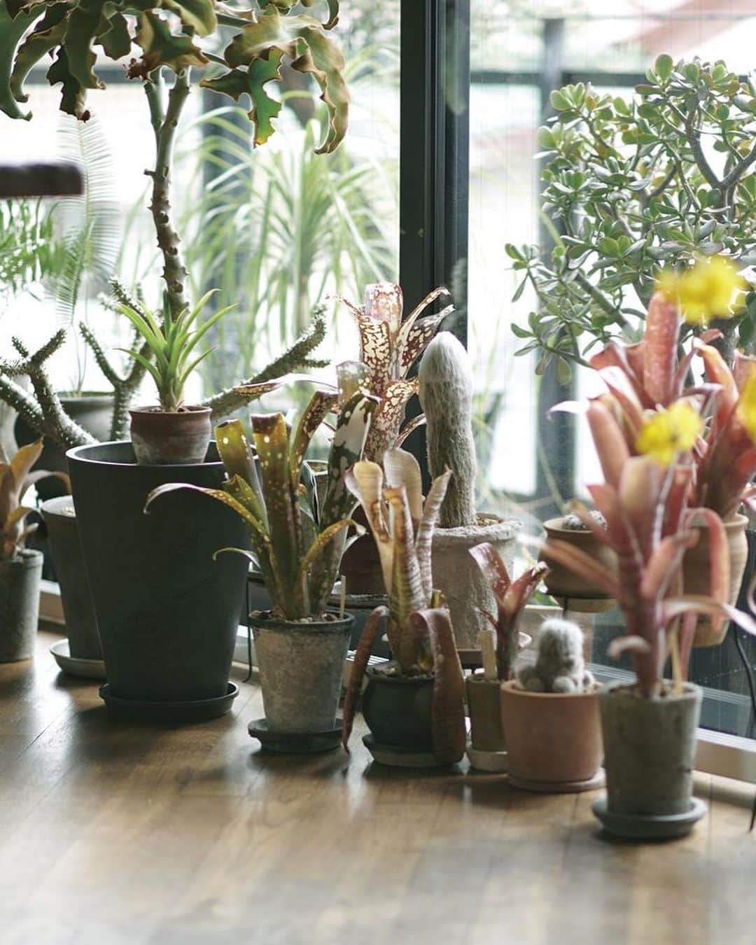 ELLE DECOR JAPANさんのインスタグラム写真 - (ELLE DECOR JAPANInstagram)「【インテリア実例】植物と対話し、愛でる。「ヨーガンレール」デザイナーの自宅へ  ファッションブランド、「ヨーガンレール」でデザイナーとして働く牧野里香の家を、親しい友人たちは「ナーサリー（植物の育成場）」と呼ぶ。植物の鉢で埋まったベランダをもつ自宅は、建築家の自邸として建てられた住宅をリノベーションした。現在の家に移ったのは6年前のことだが、それ以前の住まいも植物に埋め尽くされていた。  『エル・デコ』2023年6月号より。  text: YOSHINAO YAMADA   #エルデコ #花のある暮らし #花のある生活 #インテリア好き #フラワーアート #art #interiordesign #elledecorjapan #観葉植物 #観葉植物のある生活 #観葉植物インテリア  #緑のある暮らし #インドアグリーン #ヨーガンレール #牧野里香 #JurgenLehl #クリエイターの住まい #花と暮らす」6月13日 19時06分 - elledecorjapan