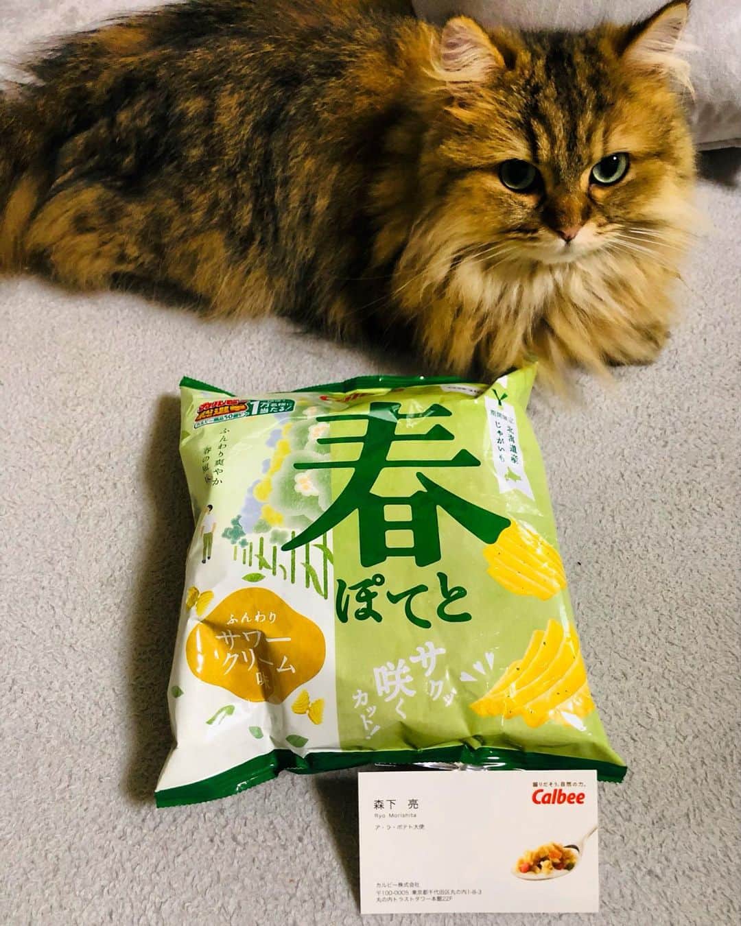 三上市朗のインスタグラム：「「春ぽてと」撮ってたら入ってきた「むぎちゃさん」 #カルビー　#春ぽてと #大使の名刺　#やっともらえた #フルグラバージョン #フルグラヘビーユーザー」