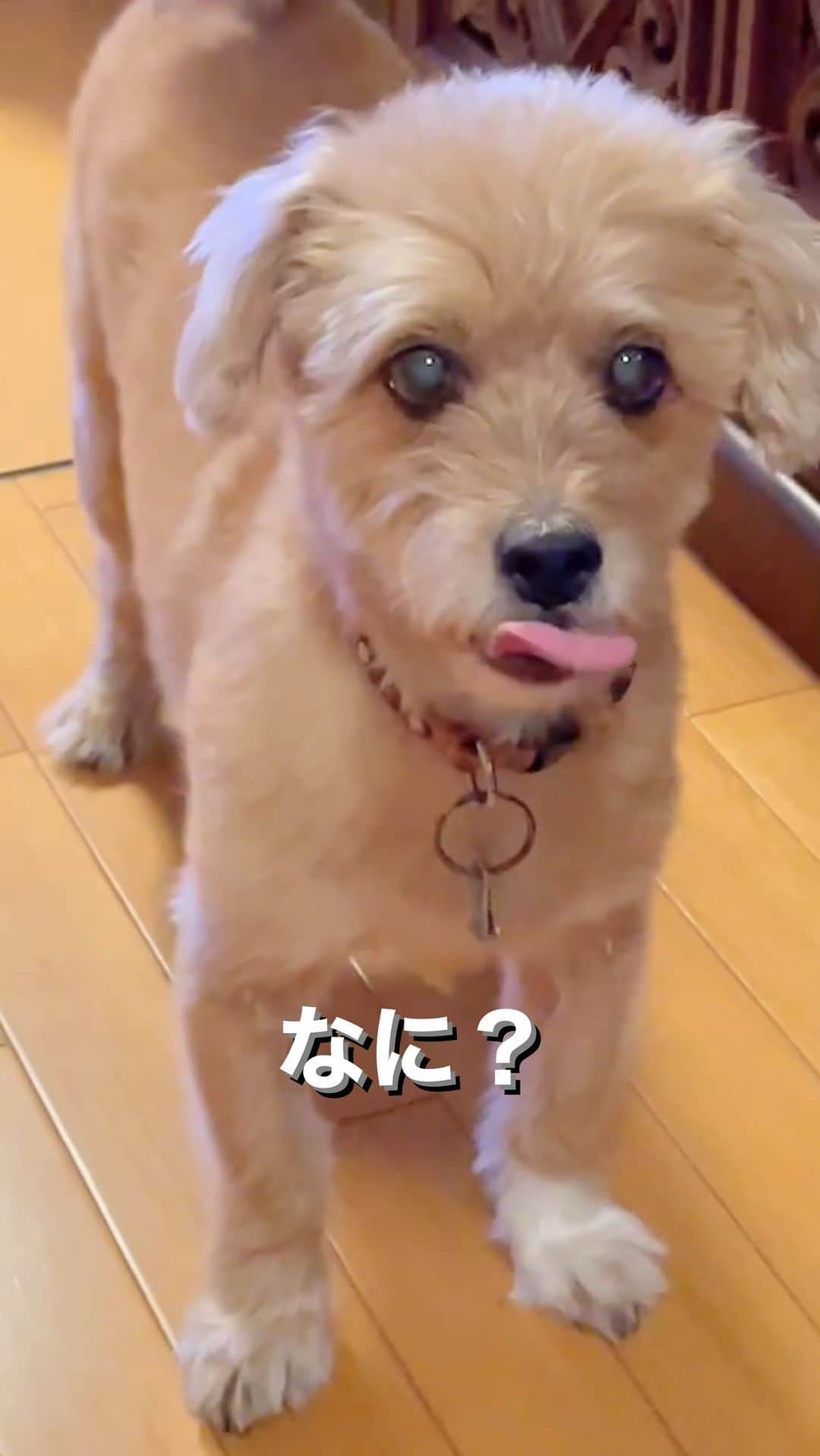 のインスタグラム：「おしゃべり😋  #最近よくしゃべる　#美味いの食べたい #保護犬　#ビート　#沖縄生まれ　#宮本亞門　#犬のいる暮らし #いぬのきもち #dogoftheday #shelterdog」