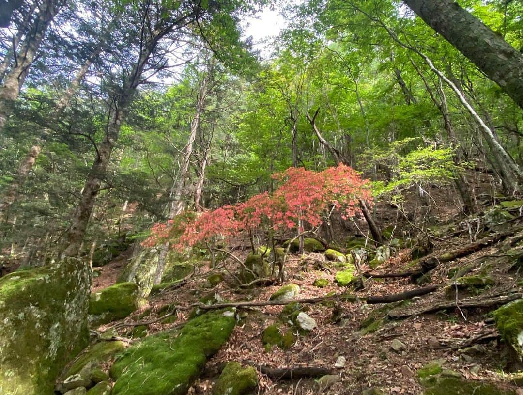 安間佐千さんのインスタグラム写真 - (安間佐千Instagram)「瑞牆山のカンマンボロンの右の方に、大ハングと呼ばれるルーフがある。以前から存在は知っていたものの、登る対象としては見たことがなかった。しかし先日の瑞牆山の撮影でちらっとルーフを見上げると、ポツポツとルーフ部分にポケットが見えた。花崗岩ルーフなんて、クラックでもない限り登れることはほとんど無いのだけど、何か可能性があると感じさせてくれた。  昨日ついに偵察に行ってきた。Hippinest you 5.12cを太陽のテラスまで登り、そこからトラバースしてルーフの上部に出た。大木を支点にし、懸垂を試みる。  30メートルほど降りると、ルーフの淵に辿り着いた。ドキドキしながらさらに降りると、想像の2倍の大きさはある美しいルーフが見えた。僕はとんでもなく興奮した。コルネを思わせる筋と点々としたポケットは登攀意欲を刺激する。しかし、残念ながらブランクセクションがあり、登攀は不可能と推測した。 僕は酷く落胆した。これまで見てきたどんな壁よりも、何か特別な美しさを持っていたから。  僕の落胆は数時間続いていた。しかし時間が経つと共に、新たな可能性に興味が沸き始めた。ルーフ左下から、竜の如く伸びる岩壁だ。一箇所酷く濡れているし、懸垂するだけでは壁に近づけず、登攀可能かどうかの判断ができない。しかし、壁が乾く秋頃に、的確な準備をして再調査する価値があると感じさせてくれた。また何か新しいドラマが始まるかも知れない。  To the right of the Kanmamboron on Mt. Mizugaki, there is a huge roof.I had known of its existence for some time, but had never seen it as an object to climb. However, when I glanced up at the roof during a recent photo shoot, granite roofs are rarely climbable unless they are cracked, but it made me feel that there was some potential.  Yesterday I finally went checking, climbing Hippinest you 5.12c to “terrace of the sun” and traversing from there to the top of the roof. Using a large tree as a fulcrum, I attempted a rappel.  After 30 meters of descent, I reached the edge of the roof. I descended further, and saw a beautiful roof that was twice as big as I had imagined. I was incredibly excited. The cornet-like striations and dotted pockets were very motivating. Unfortunately, there was many blank sections, which I guessed was unclimbable. I was severely disappointed. It had something more special and beautiful than any other wall I had ever seen.  As time passed, however, I began to be intrigued by new possibilities. The rock wall extending like a dragon from the lower left side of the roof. One part of the wall was very wet and I could not approach it by rappelling, so I could not judge whether it was climbable or not. However, it made us feel that it was worth a second look in the fall, when the wall would be dry and we would be properly prepared. It might be the start of some new drama.  Thank you for your support @crazy.ryoma   @adidasterrex  @fiveten_official  @petzl_official  @newhale_japan  @newhale_climbing  @carbongrip  #アルテリア #瑞牆山  #岩探し  #最高の人生」6月12日 14時46分 - sachiamma