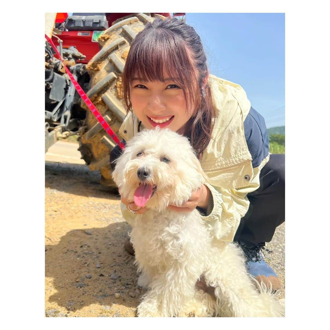 高柳明音のインスタグラム：「🐩  沖縄のパイナップル直売所で 出会ったｲｯｯｯｯｯﾇが 可愛すぎて虜になった  #沖縄 #石垣島 #犬　#ハッピーちゃん #犬種わからない #ユウキワカイに聞いたら #マルプー #っぽいっていってた #犬種わかる？」