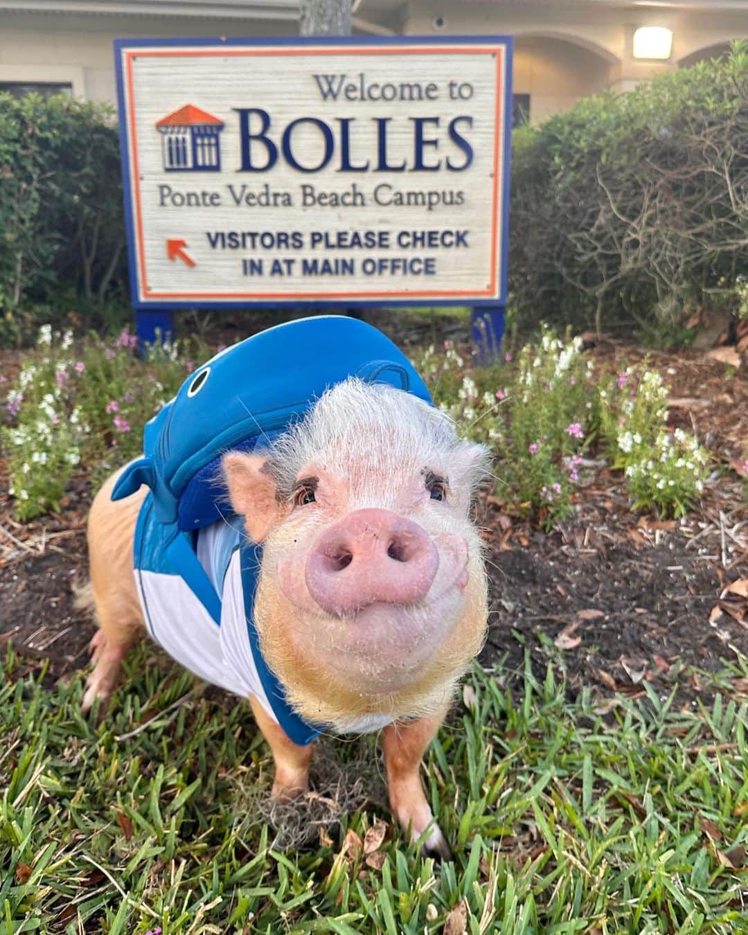 Priscilla and Poppletonのインスタグラム：「SQUEAL! Summer Camp here we come! Mommy is doing a piggy camp at school this week filled with piggy arts and crafts, pig themed snacks and of course, us. Since there are five days of camp, I thought it would be fun to share and let every piggy have a turn at going. First up today is Silly Pop. He cannot wait to see some of his old friends and make some new ones, too. Stay tuned for lots of piggy camp adventures this week.🐷🎒🦈 #happycamper #bollespvb #sillypop #prissyandpop」