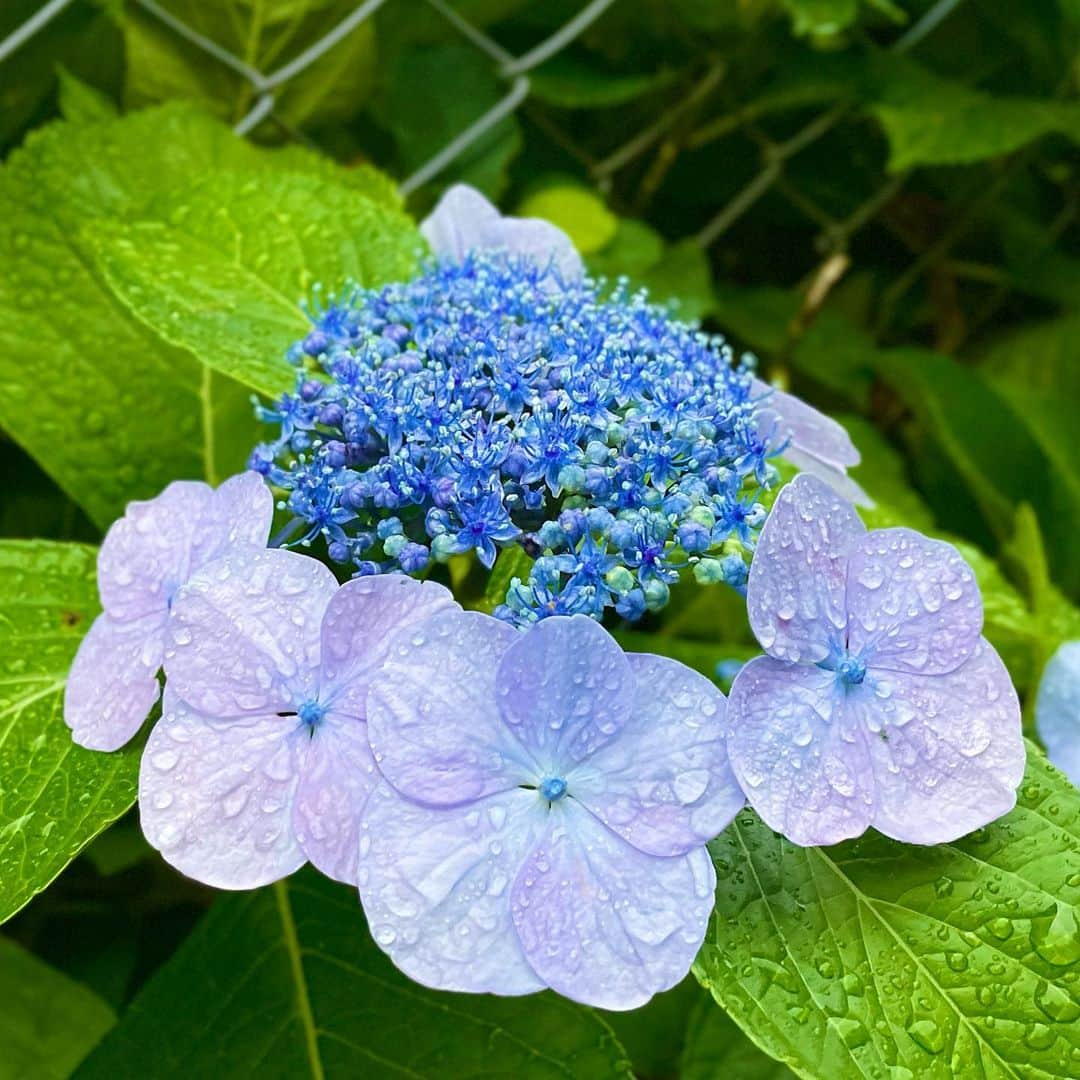 結城さなえさんのインスタグラム写真 - (結城さなえInstagram)「雨に濡れる紫陽花。 あぁ、美しや。 繊細でいつまでも見飽きない美しさ。こんなフラを踊れる人になろう♡ 今月のworship hulaも充実でございました。ありがとうございました🌺  #紫陽花　#あじさい #6月　#花　#梅雨 #flowers #hydrangea #rainyday #japan #worshiphula」6月12日 21時37分 - yuukisanae