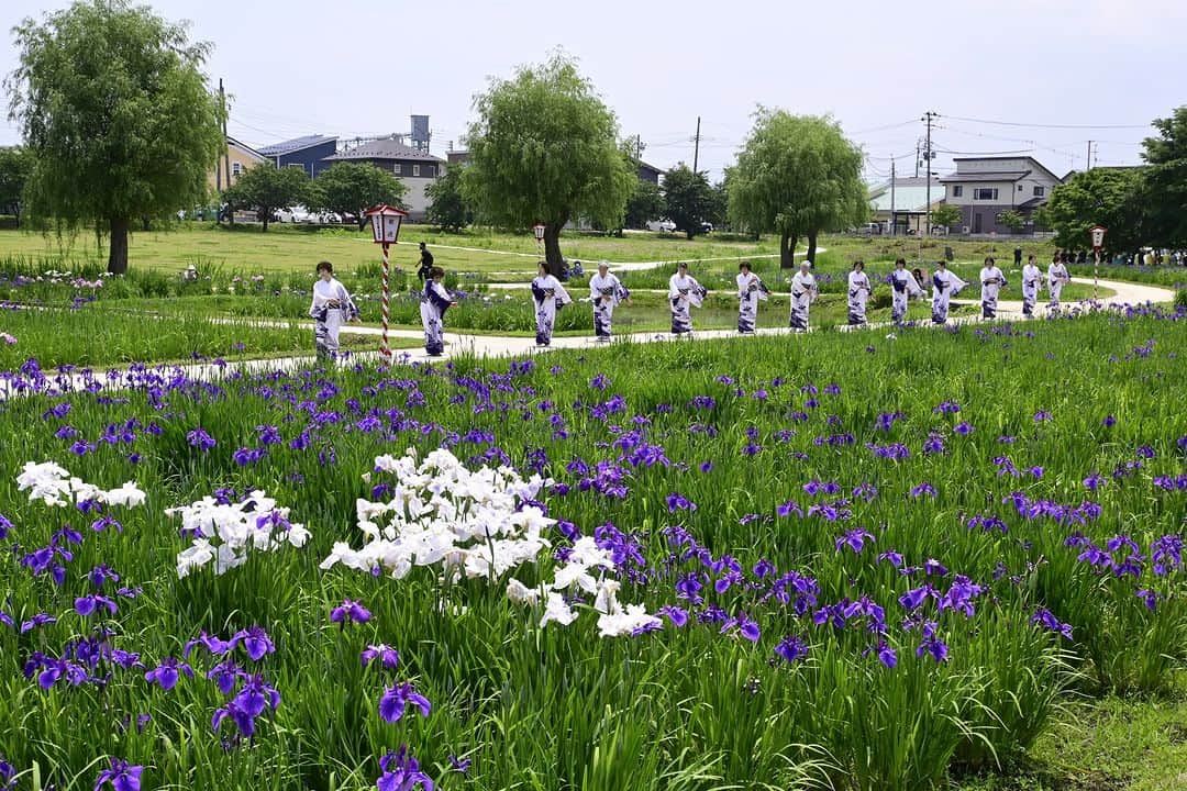 福島県さんのインスタグラム写真 - (福島県Instagram)「【御殿場（ごてんば）公園の花しょうぶ（喜多方市）】  歴代会津藩主一家の行楽地だった「御殿場公園」に、60種3万6千株もの花しょうぶが色鮮やかに咲き誇り、辺り一面を青紫や薄紫などで美しく彩ります。天気のいい日はもちろん、雨の日はより一層色鮮やかな景色を楽しめます。  毎年6月15日から6月30日にかけては「花しょうぶ祭り」が開催され、6月18日にはメインイベントの鑑賞会が行われます。お茶会や地元の特産品の販売などさまざまな催し物で賑わいます。  見頃の花しょうぶを眺めながら、ぜひ初夏を体感してみてはいかがでしょうか。  ※写真は過去に撮影したものです。開花状況についてはご確認の上、お出かけください。  #御殿場公園 #花しょうぶ #喜多方市 #会津地方 #福島県 #kitakatacity #fukushima #RealizeFukushima #NotADreamFukushima #ひとつひとつ実現するふくしま」6月12日 17時00分 - realize_fukushima