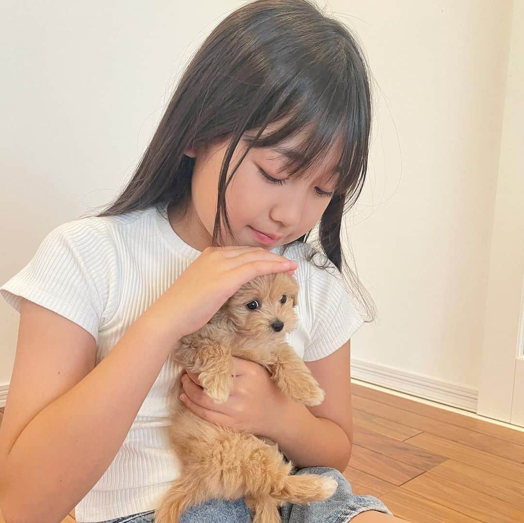 かなさんのインスタグラム写真 - (かなInstagram)「． はじめまして🧸🎀 マルプーのおもちちゃんです🤍🍼 ． 我が家に来た久しぶりの赤ちゃんに もう家族みんなでメロメロ🥹🩷🩷🩷 かわいくてかわいくてたまらない。。😭#親バカ ． 新しい家族が増えた我が家を よろしくお願いします🐶💕 ． ． #マルプー#チワワ#マルチーズ#トイプードル#mix犬#말티푸#멍스타그램#강아지#maltipoo#puppy」6月12日 17時04分 - kana_s0130